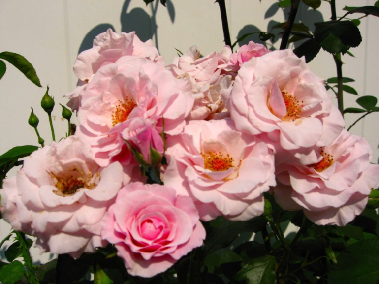 moms pink rose plant 2006